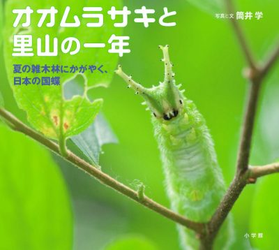 A Year in the Life of the Oomurasaki Butterfly
