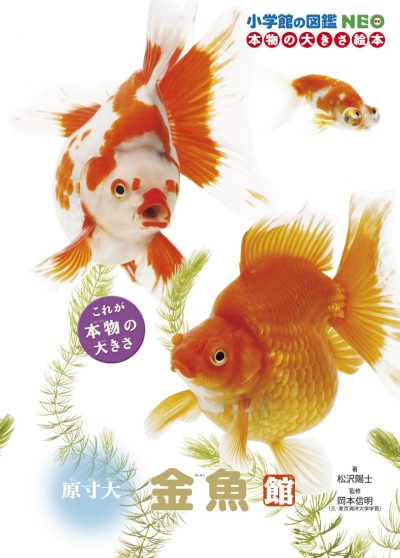 The Actual-Size Goldfish Gallery